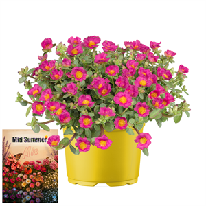 Afbeelding van Ms P12 Portulaca Fuchsia